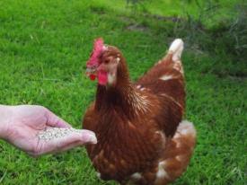 養鶏鶏を飼う方法：食事と摂食養生法