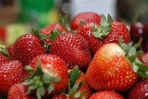 イチゴを移植する：将来の作物を世話する
