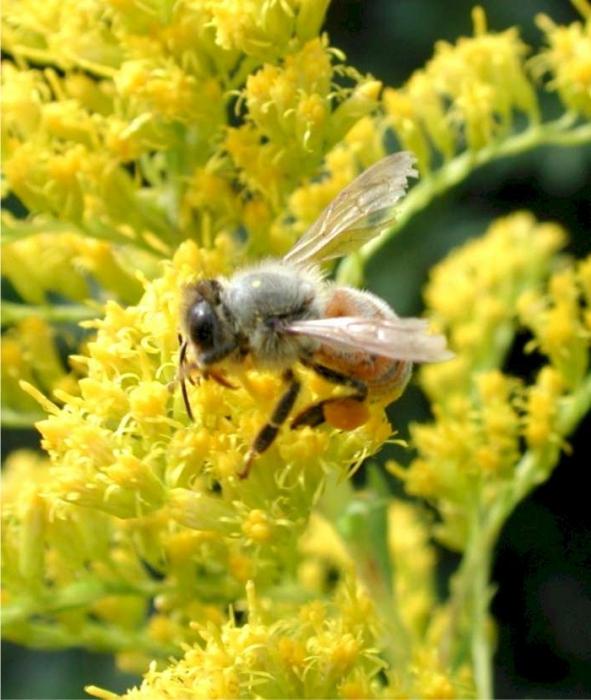 ミツバチはどのくらいの期間生きているのですか、それはなぜ生命の長さに左右されますか？