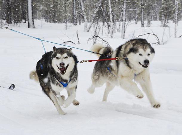 アラスカのMalamuteの交尾