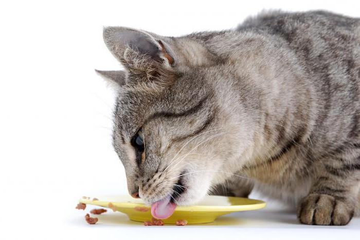 組成による猫の乾燥飼料の比較 