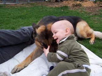 東ヨーロッパの羊飼いの子犬の餌