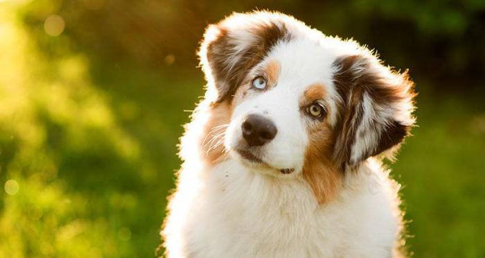 犬の温：写真、原因、治療