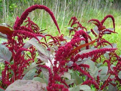 アマランス - 未来の花