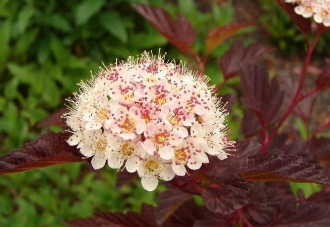 装飾的な潅木のベジセロデル：植え付けとケア