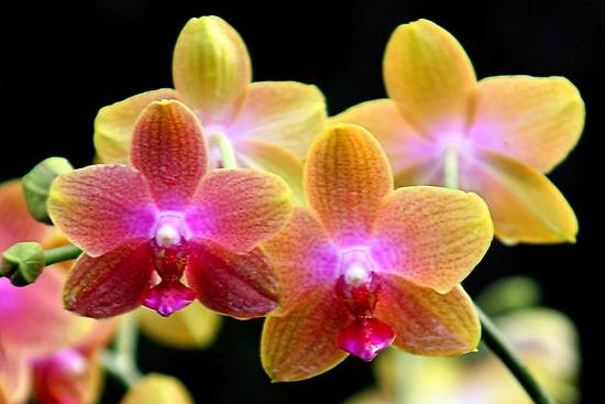 Phalaenopsis  - 移植後のケア