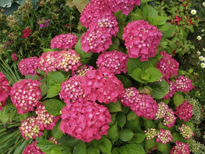 Hortensia large-leaved：冬と剪定の準備。大きな葉の冬の紫陽花のための避難所