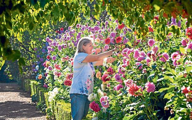 家でダリアを植える方法