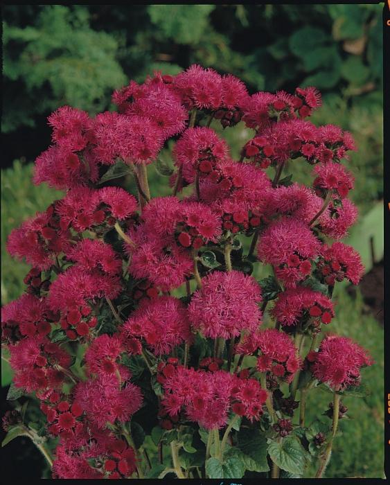 美しい花のageratum。植え付けとケア