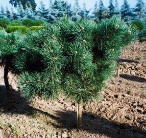 針葉樹の植え付けを植える