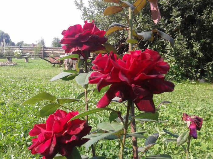 Rose Hybrid Barcarole