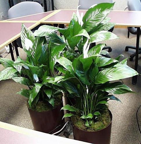 Spathiphyllum：ホームケア。 Spathiphyllum（女性の幸福）：移植