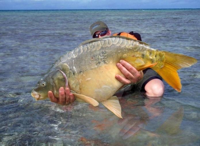 夢の中で魚を捕まえる