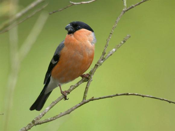 私は雄鶏が夏にどこに飛ぶのだろうか？