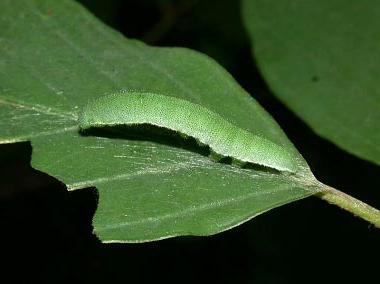 あなたは蝶が何を食べるか知っていますか？