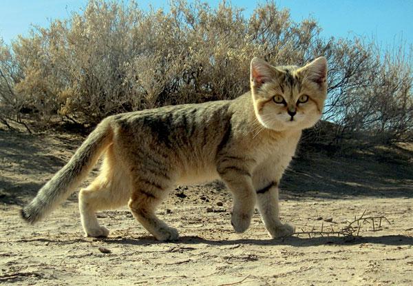 動物界では野生の自然。