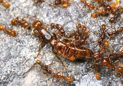 成虫の幼虫の卵の発生段階 