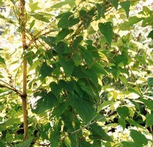 dioscorea caucasianのレビュー