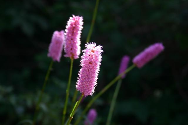 ハイランドサーペント（Poligonum bistorta L.）