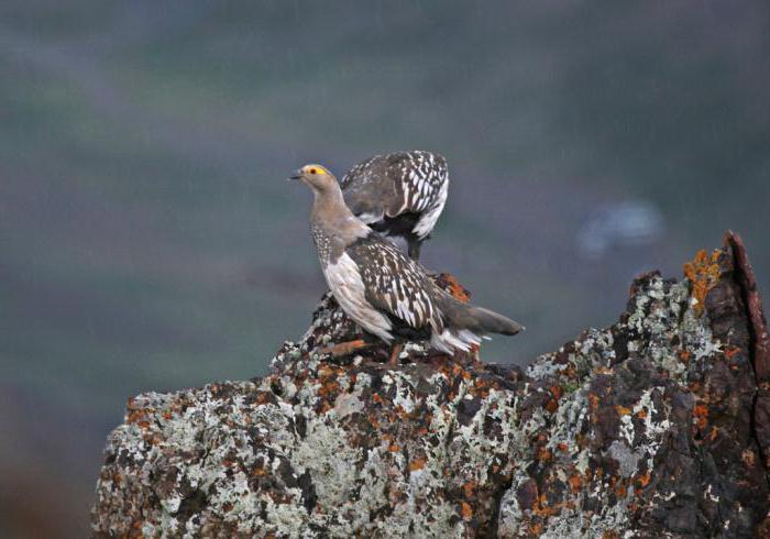 山の七面鳥の名前は何ですか？