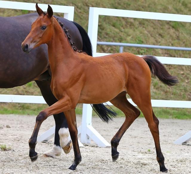 Kabardian馬はそのレビューを繁殖させる