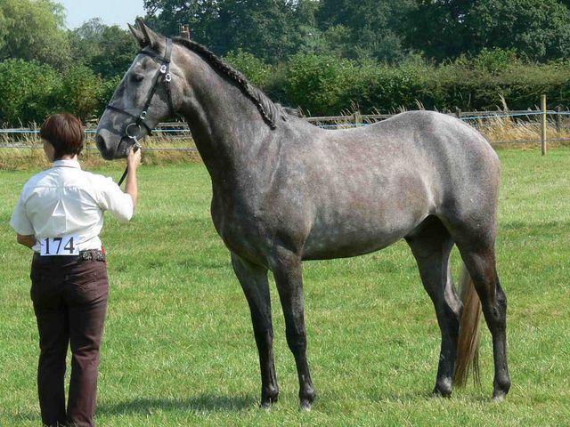 テリアのカバード馬の説明