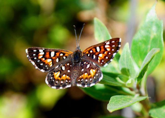 動物に特有の生きた生物の徴候は何ですか？