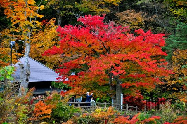 どの種のメープルが最も一般的ですか？