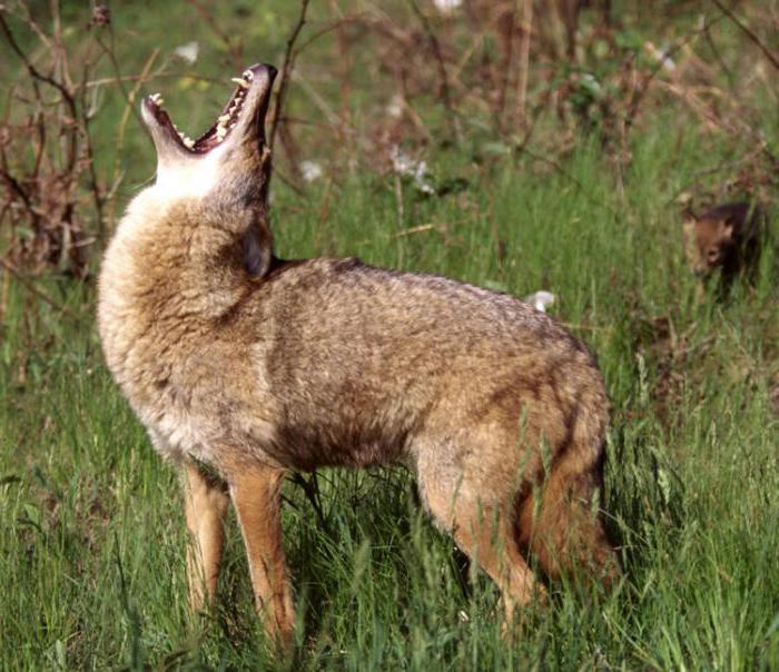 アメリカに住むコヨーテ牧草地オオカミ