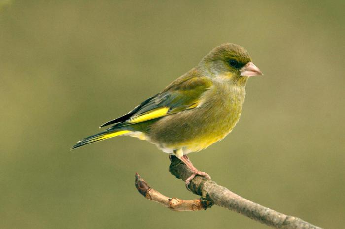 興味深いことに、どの鳥が春に最初に来るのですか？