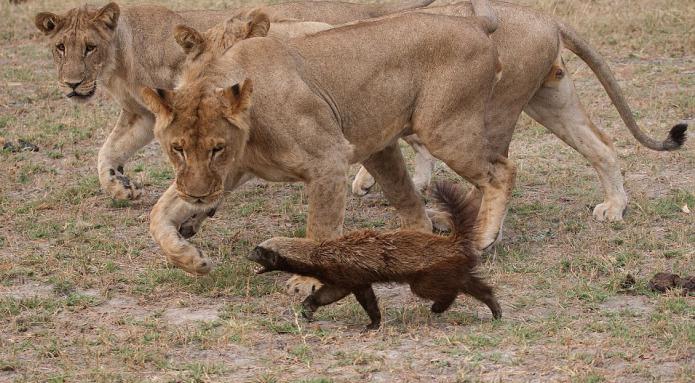 ハチミツは動物捕食者です。種と行動の説明