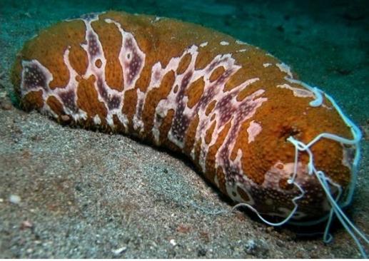 紅海の海洋生物