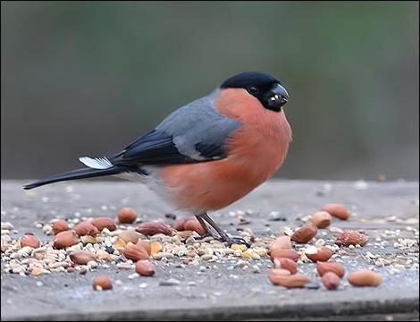 なぜ、ウシガエルをウシバエといいますか？私たちは見つけるでしょう！