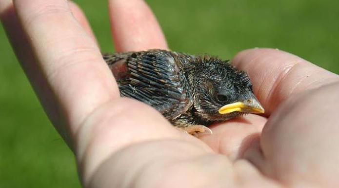 リトルフライキャッチャーの鳥：説明、流通、栄養と興味深い事実