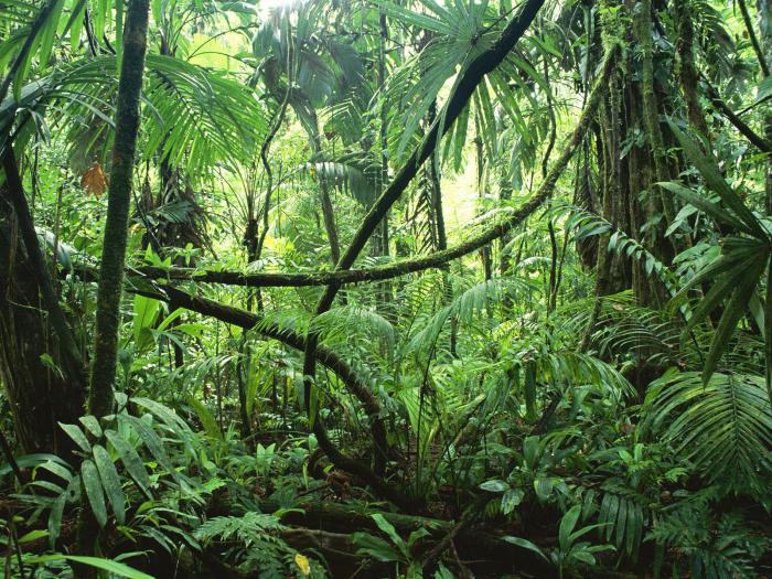 赤道林の植物。特長と意義