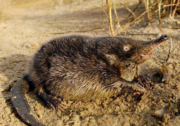 チェリャビンスク地方の動物相