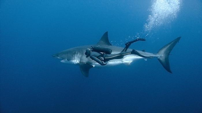 世界で最も危険なサメは、あなたが自分自身に持っているものです