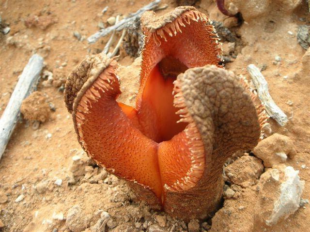 世界で最も驚くべき植物