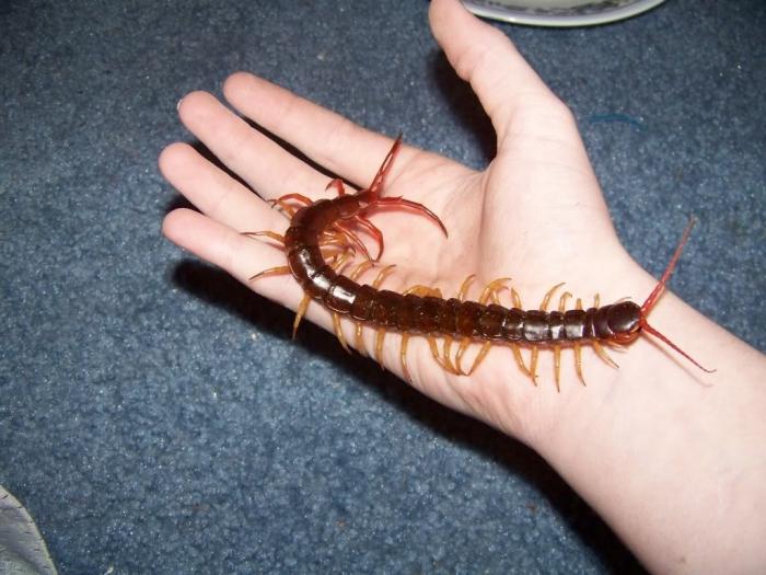 Scolopendra home  - 家族の毒蛇