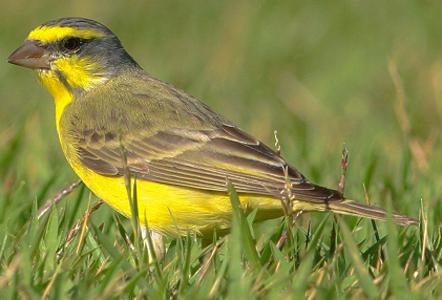 野生動物：chizhは歌う鳥です！