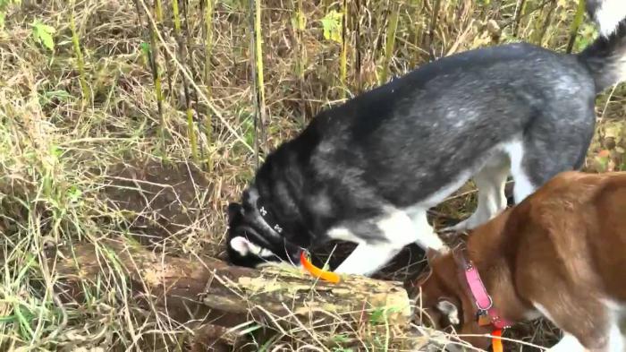 ハスキーとイノシシの冬の狩猟