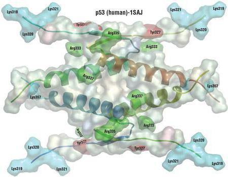 アルファアミノ酸の生物学的役割