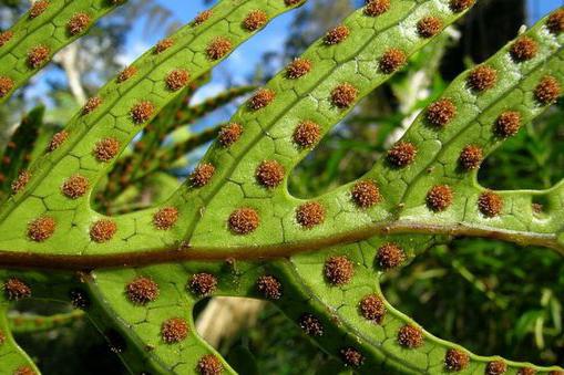 生物学（細菌、真菌、植物）の議論は何ですか？