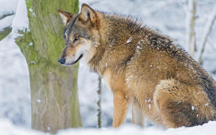 ロシアの野生動物のリスト