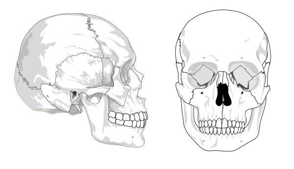 顔面頭骨のペアの骨