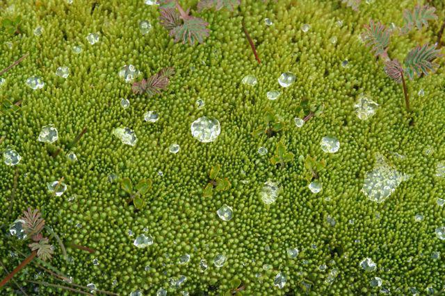 胞子植物：例、特徴、品種