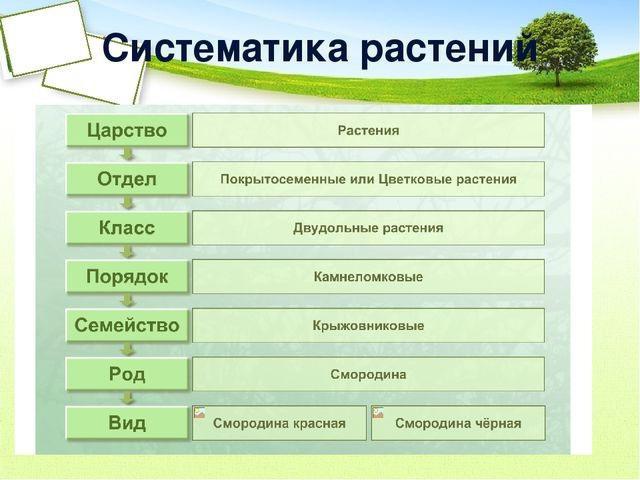 生物学的分類群の特徴