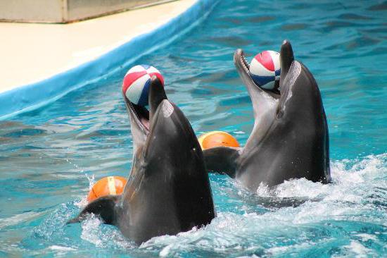 アナパ・ウルリッシュドルフィン水族館