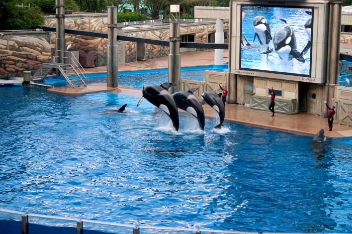 大きなウルシ・イルカの餌付け方法