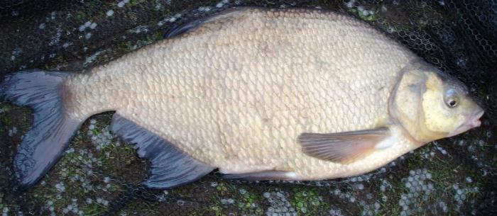 夏の釣り